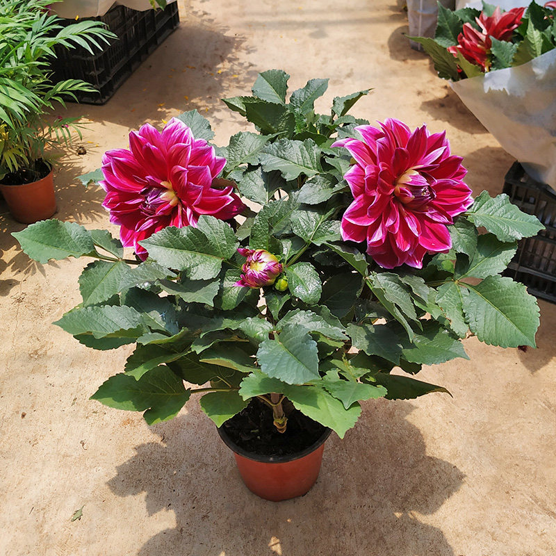 巨型大丽花盆盆栽花苞四季开花阳台庭院好养时令草本花卉