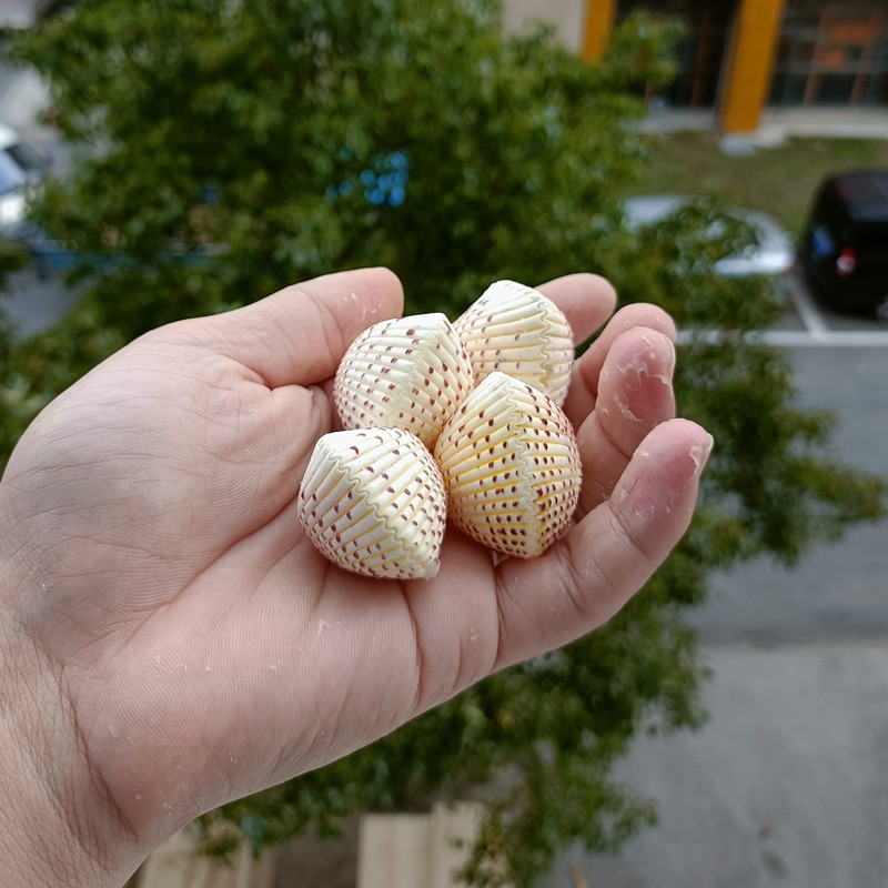 包邮海螺贝壳长刺星螺七星稀有标本鱼缸水族海螺