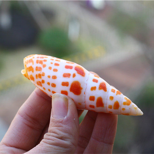 包邮天然海螺贝壳锦鲤笔螺铅笔小笔鱼缸水族海螺