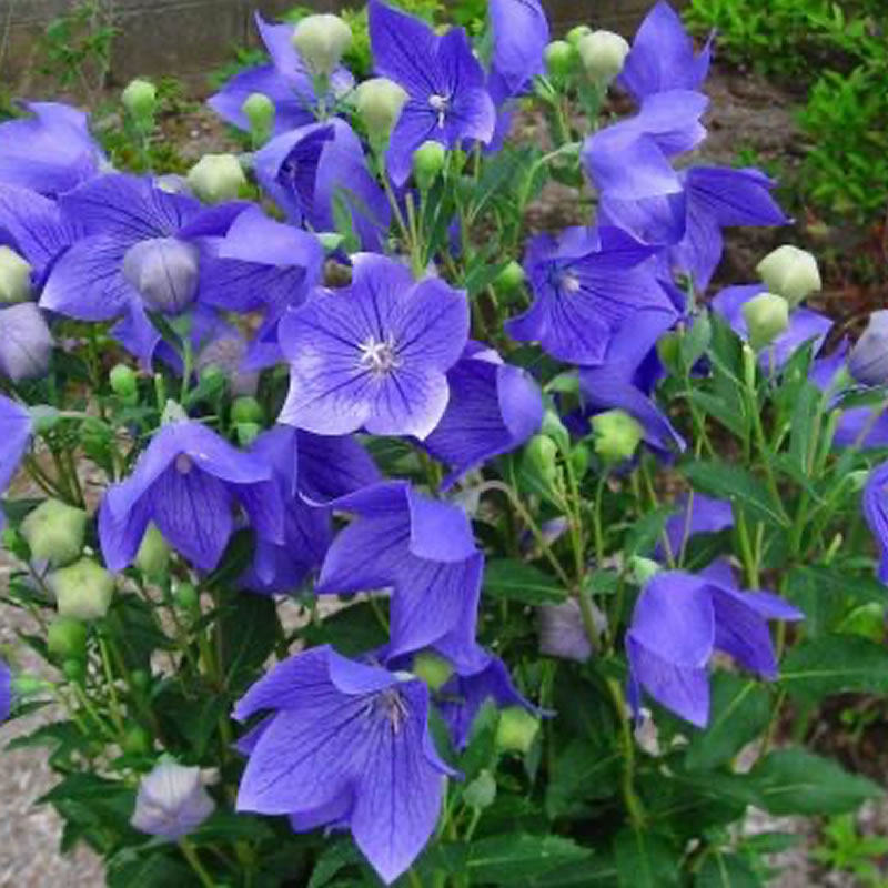 东北延边长白山朝鲜族桔梗干丝拉基根咸菜料片狗宝桔梗