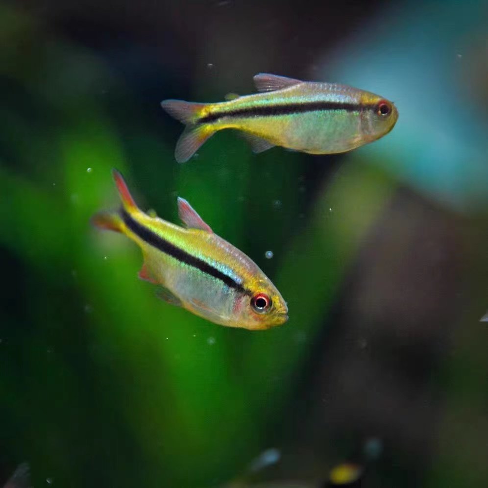 魔鬼皇室灯鱼热带热带鱼鱼草缸群高端南美七彩鱼