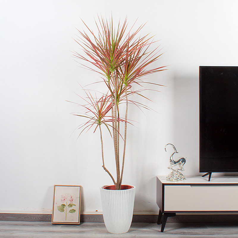 千年木日室内大盆盆栽办公室酒店餐厅大型植物大型绿植