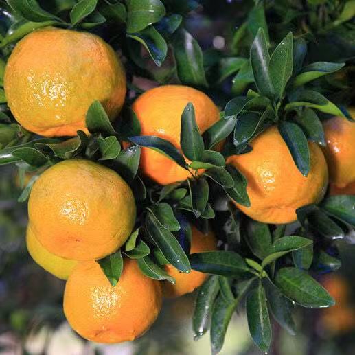 鲜侬漳州砂糖芦柑5斤甘甜可口包邮柚子