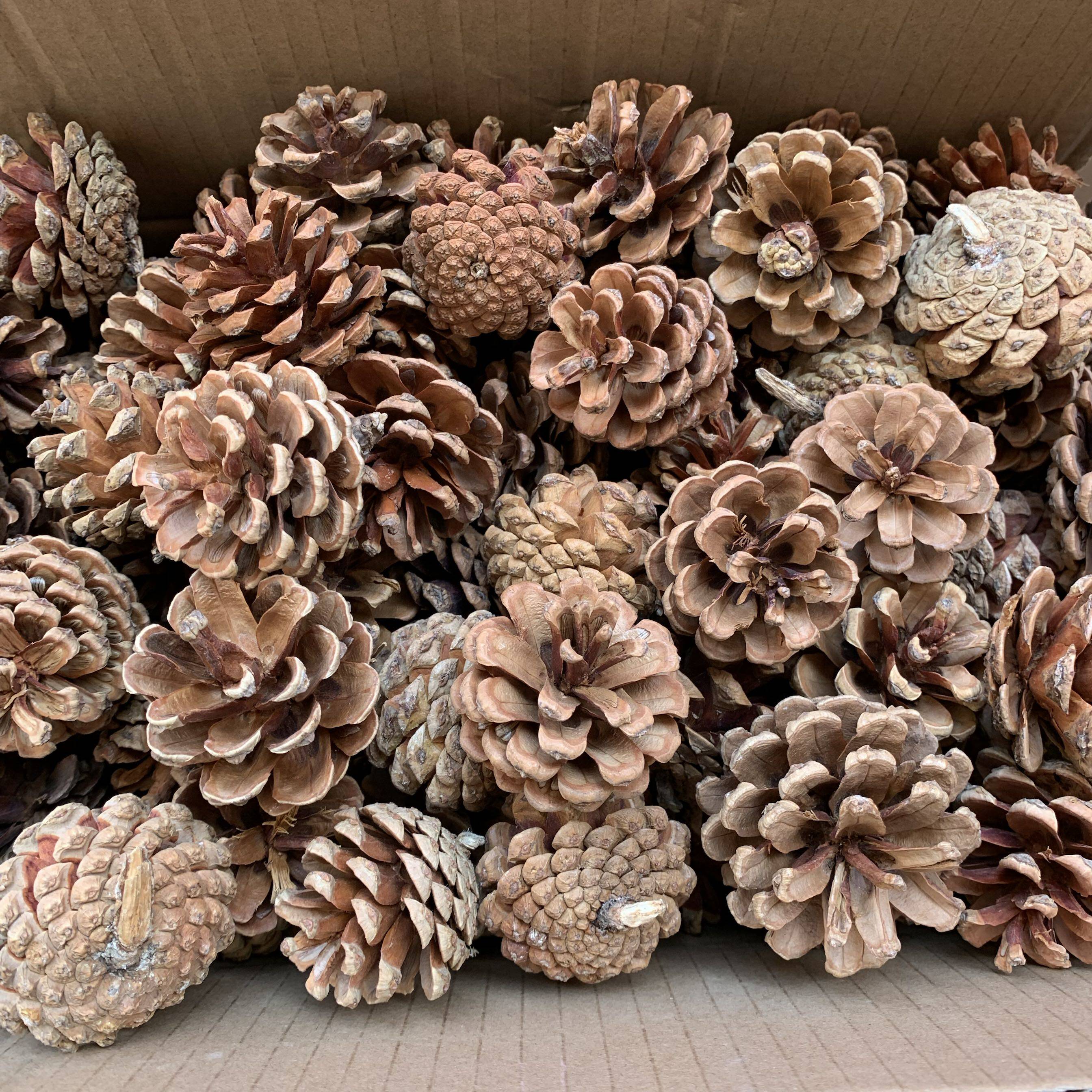 包邮松果装饰品摆件松塔野生diy手工材料干花圣诞装饰品