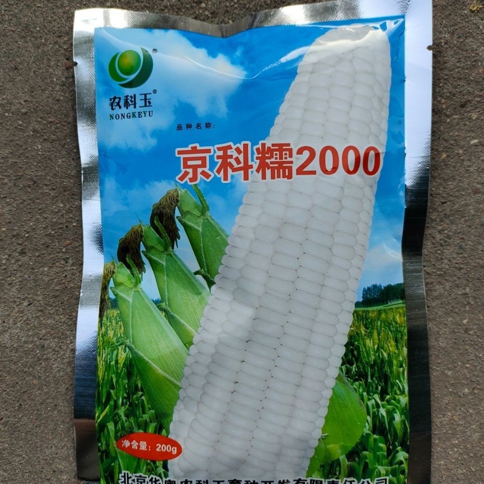 农科京科2000玉米种子200克高产优质质粒大田蔬菜种子