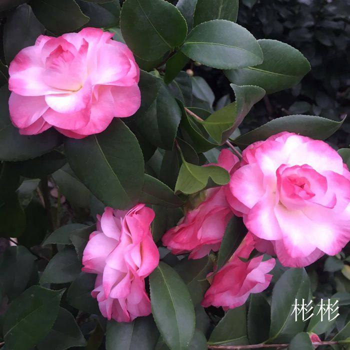 奴酒宝石西澳宝石花龙岩名贵进口茶花正品品包时令草本花卉