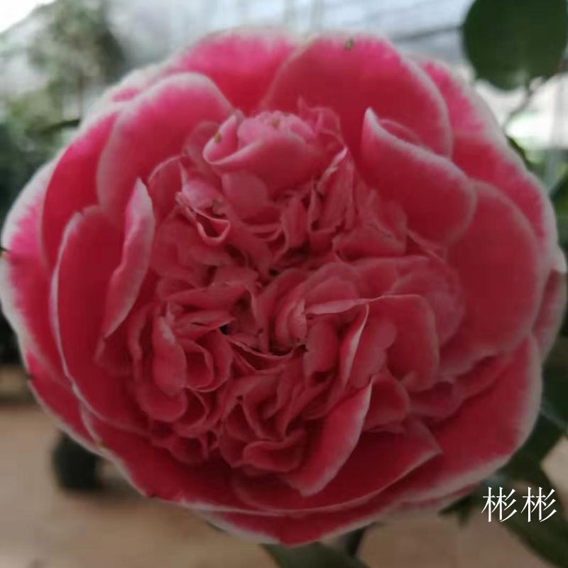 彩虹天使福建龙岩名贵稀有茶花花品种苗高档绿植