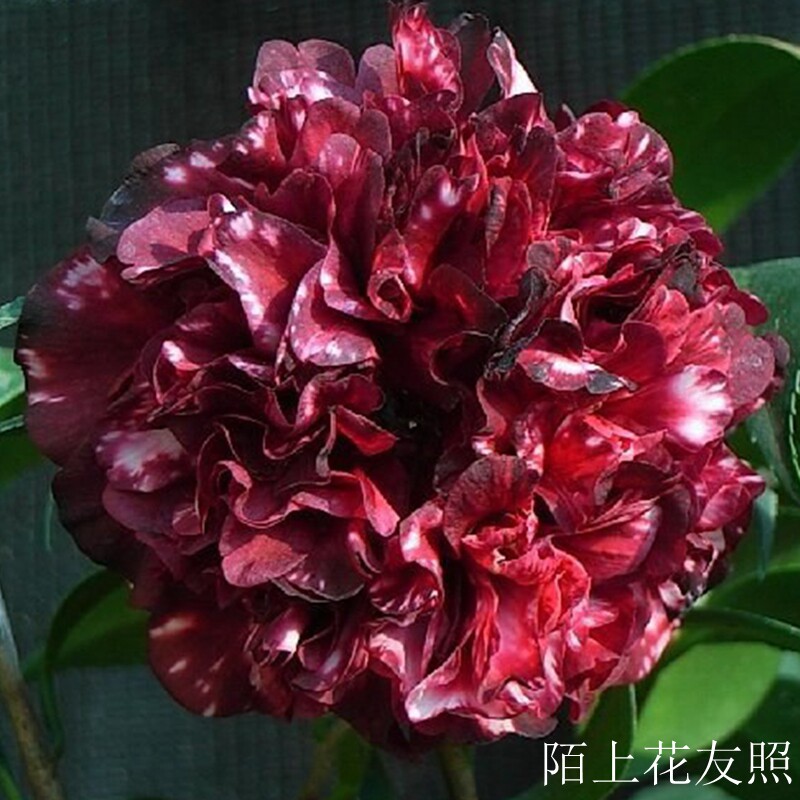 茶花午夜魔幻飘云福建龙岩永福经典品种花苗时令草本花卉