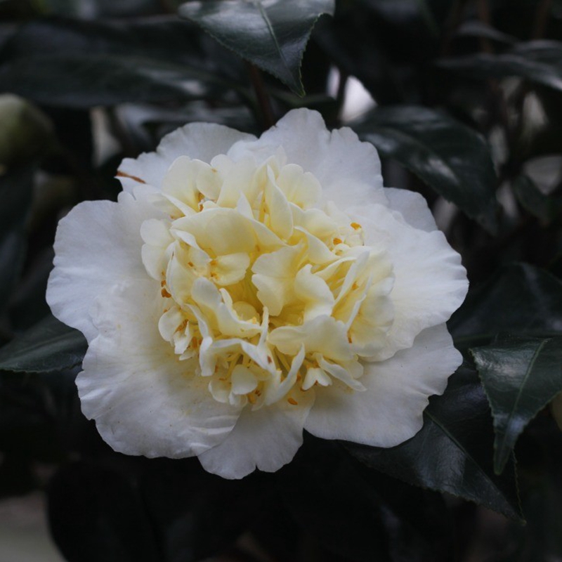 黄绣球茶花绿植庭院窗台阳台黄色花苗品种名贵时令草本花卉