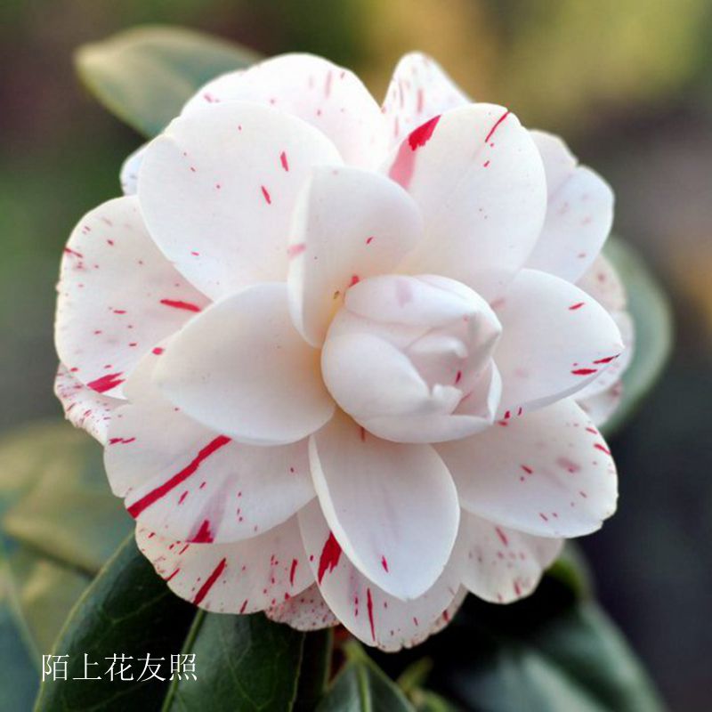 雅子日本名贵进口进口品品种茶花花苗阳台庭院时令草本花卉