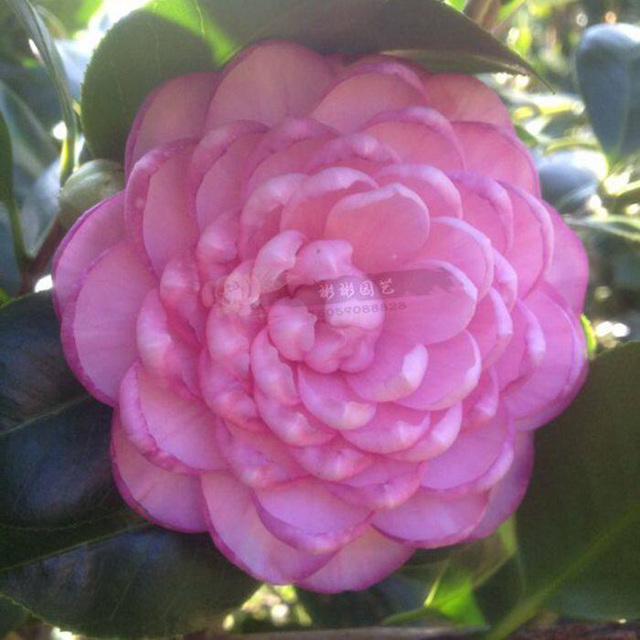 七仙女五色螺旋福建龙岩永福镇茶花盆栽名贵贵国花卉