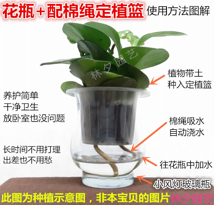 方形定植篮 固根器水培篮 玻璃方缸水培植物花瓶透明花盆定植杯