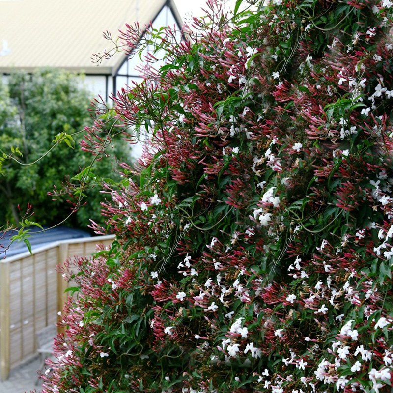 多花素馨盆栽爬藤庭院攀援花卉清淡香气可垂时令草本花卉