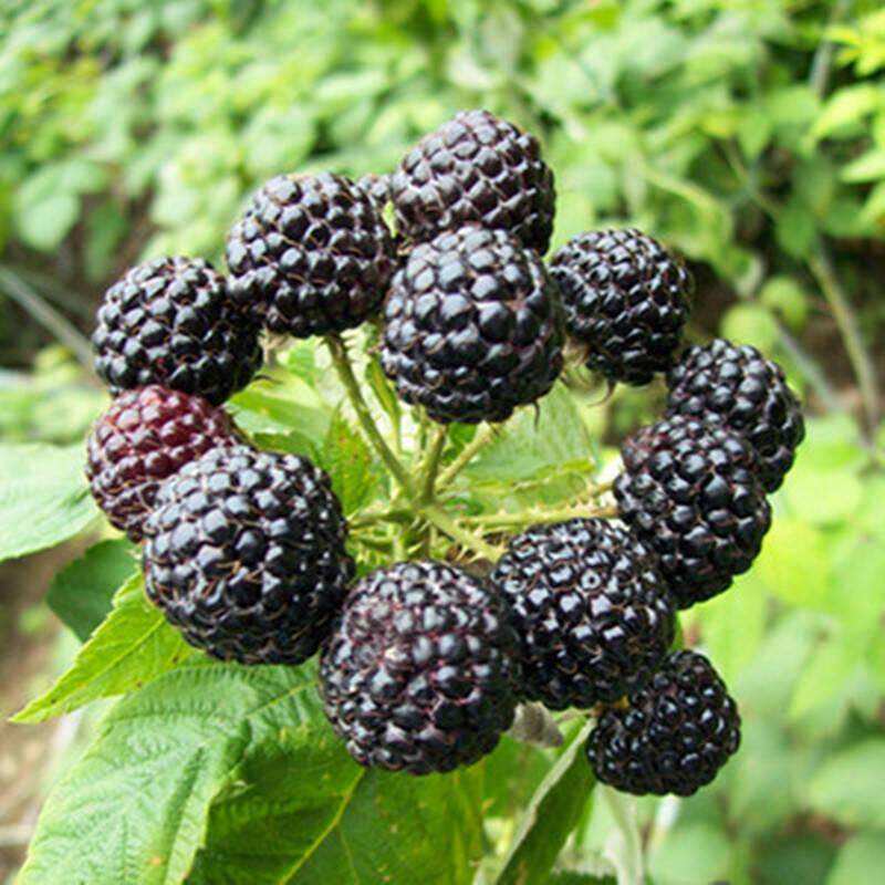 北美黑树树莓盆栽rubusfruticosus悬钩子阳台四季开花绿植