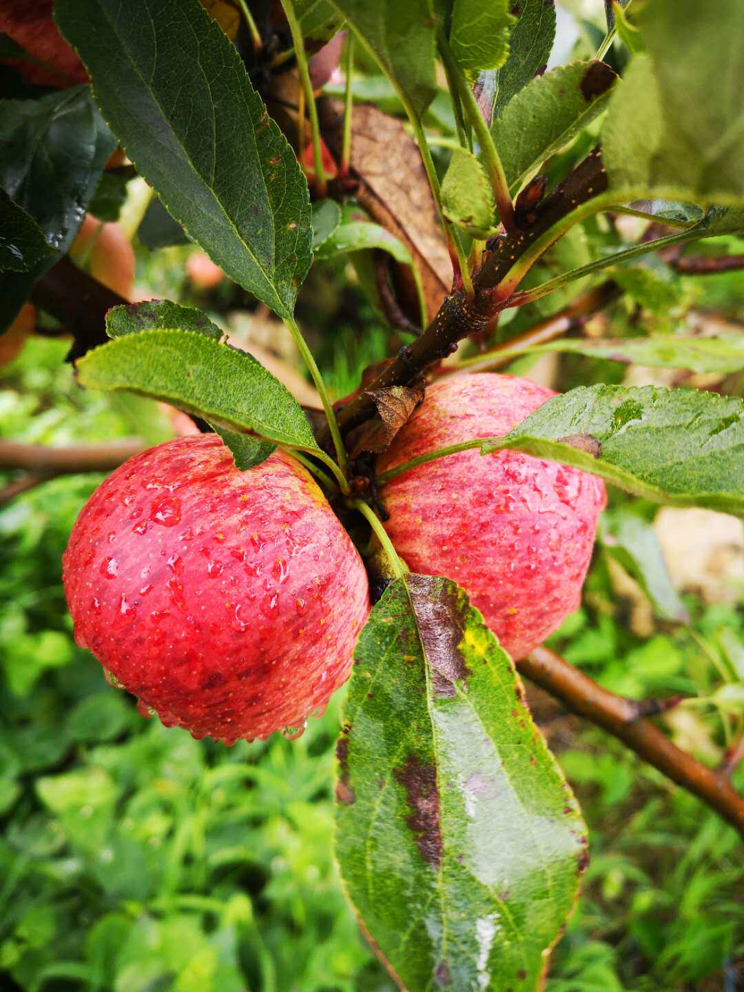 云南正宗蒙自西北小苹果野生脆甜冰糖糖心新鲜苹果