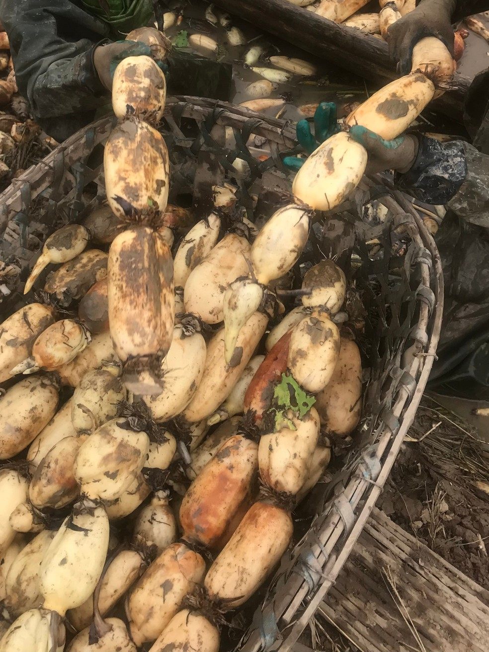 新鲜脆藕现挖泥巴湖北汉川莲藕清炒凉拌藕片莲藕