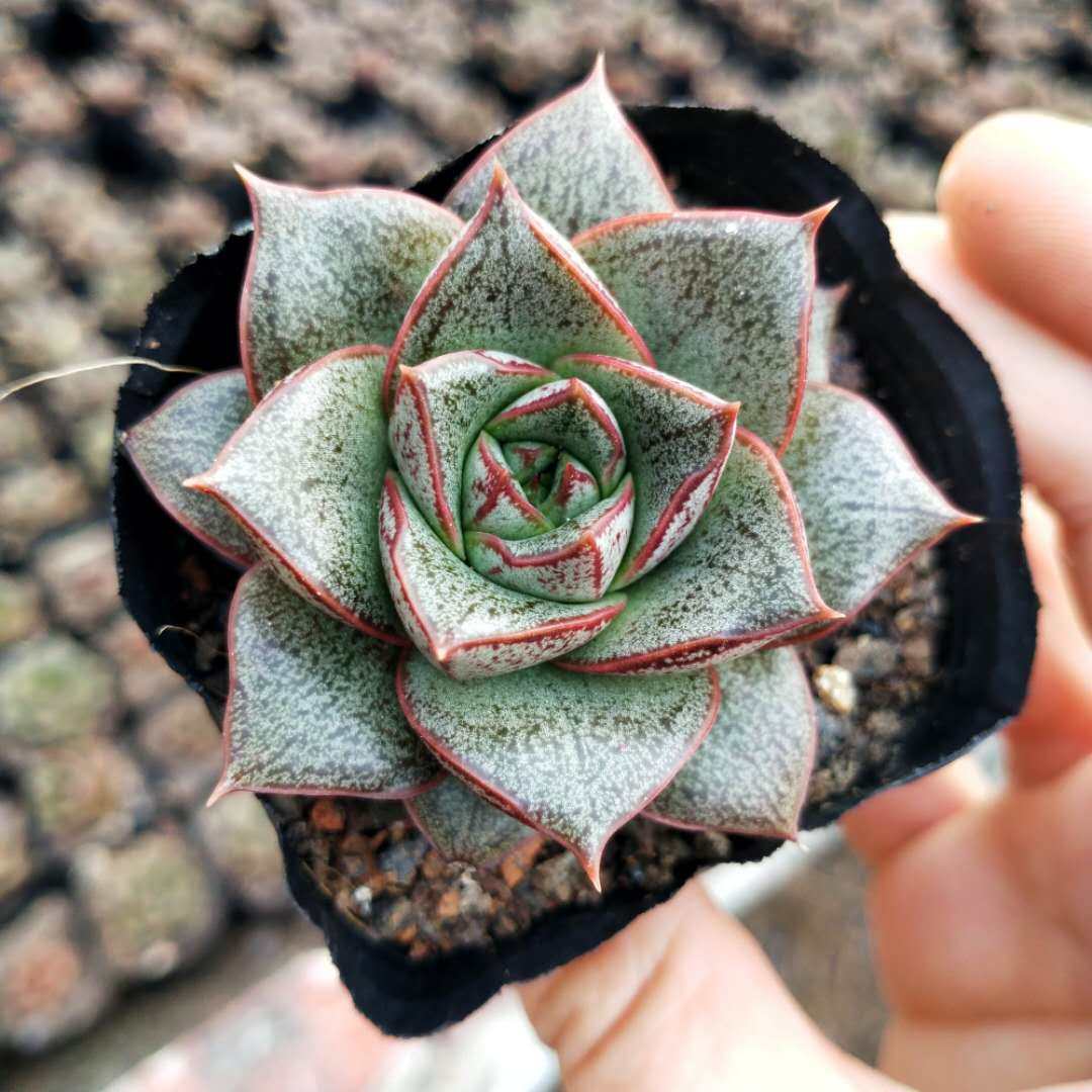 大和锦多植物防辐射净化空气萌肉迷你创意盆栽新手多肉植物