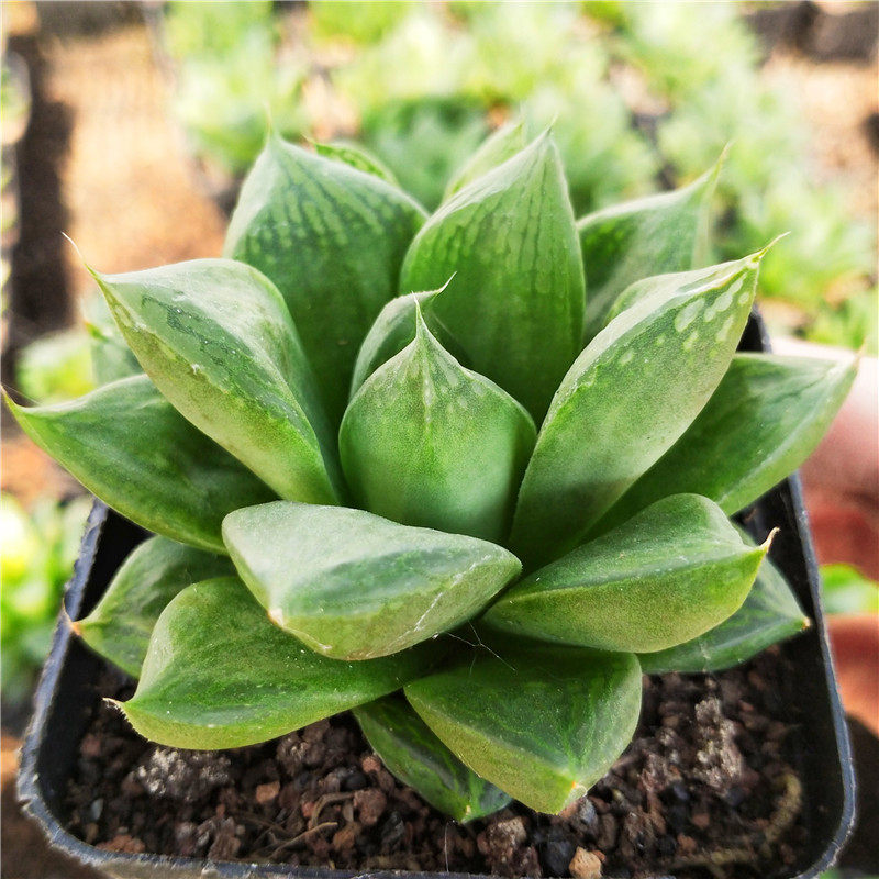 玉露宝草多肉植物十二卷类办公室防辐射室内绿植多肉植物