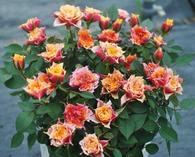 耐寒寒微比基尼复古古色月季阳台庭院勤花多头百洁布