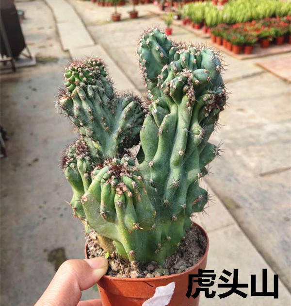 虎头山影仙人山罗汉仙人掌类沙生多肉植物盆栽花卉鲜花拱门