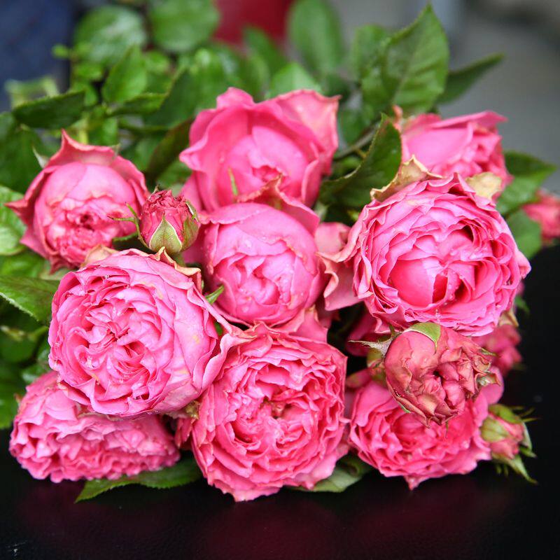 阳台桌面微型月季花苗盆栽小五彩钻石玫瑰花色多绚丽超级能开多头