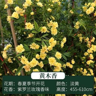 木香花苗七里香盆栽爬藤植物浓香四季甜蜜红木香花苗蔷薇攀援花卉