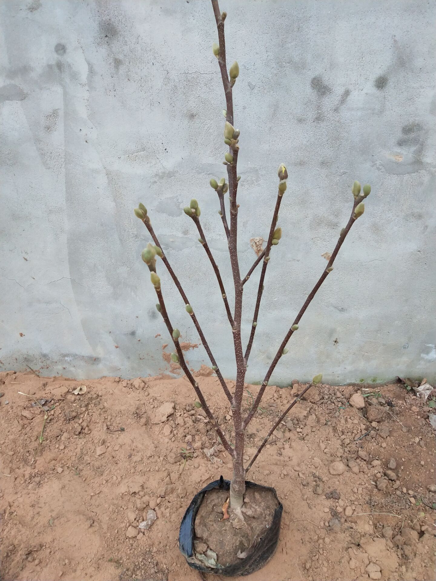 紫玉兰矮化壮苗树苗四季盆栽盆景玉兰玉兰花花苗鲜花拱门