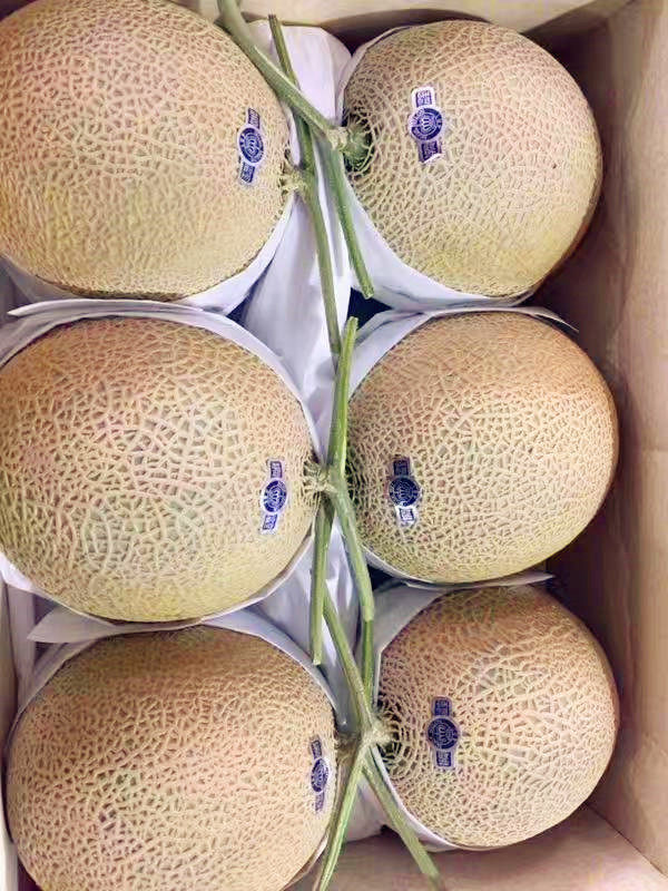 5-9kg原装送礼礼包哈密瓜