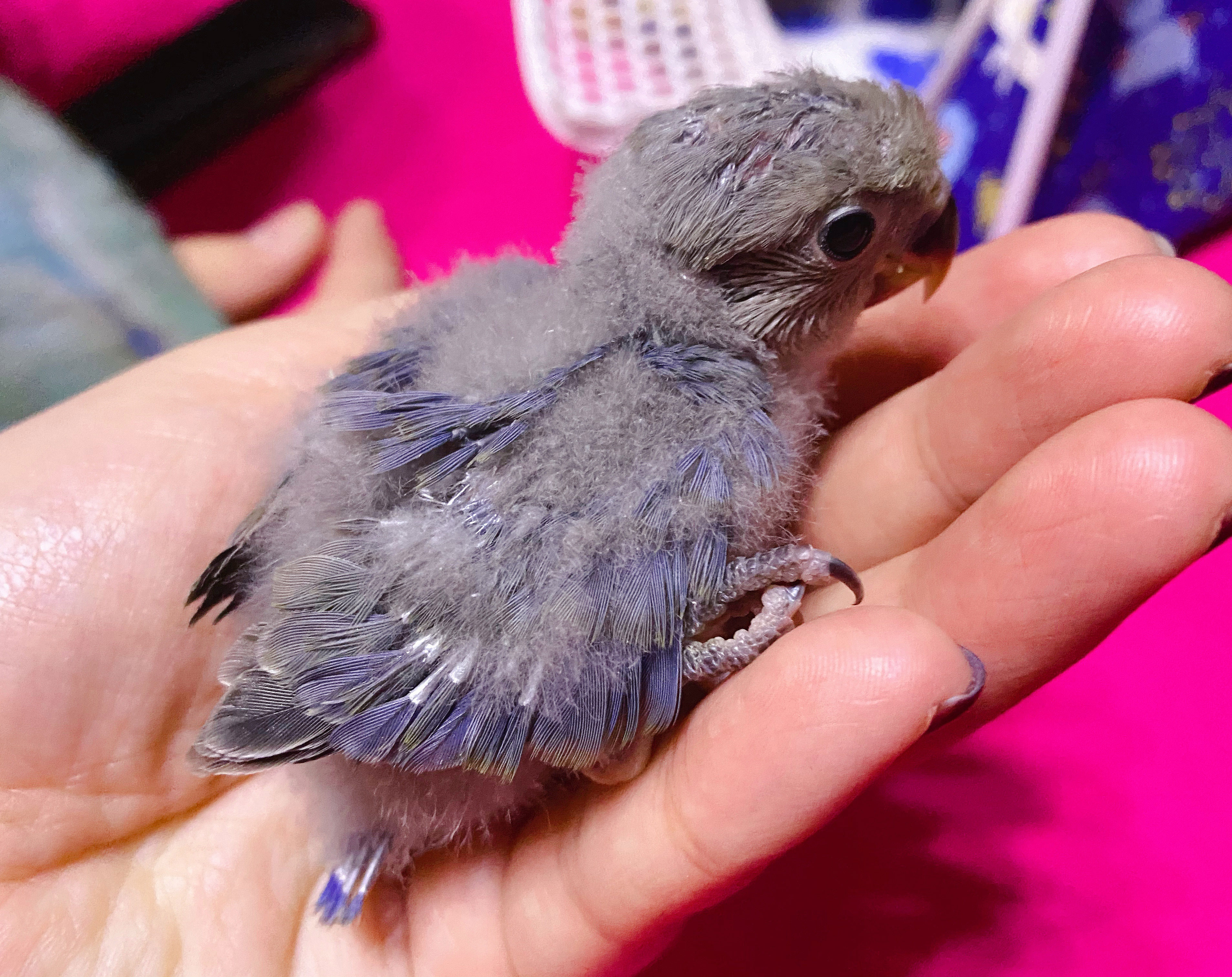 玄凤鹦鹉宠物黄化情侣幼鸟手雏鸟活鸟粮活说话鸟