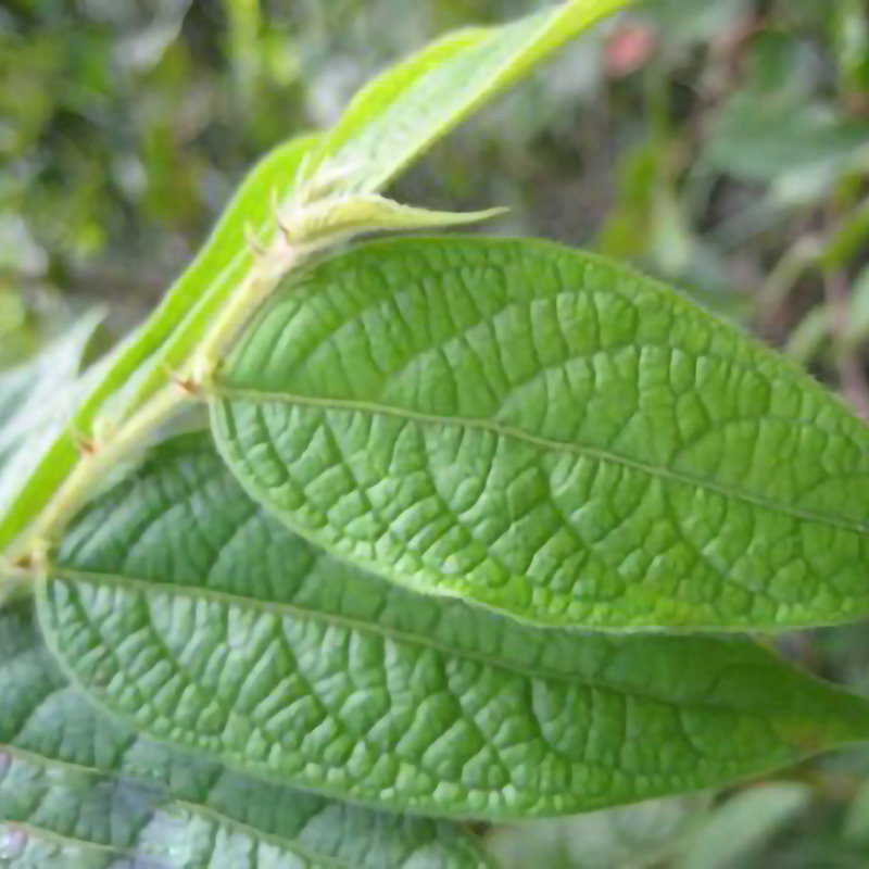 500g漆大姑大毛漆毛七哥公算盘子野南瓜姑大伯无硫野生中药材包邮