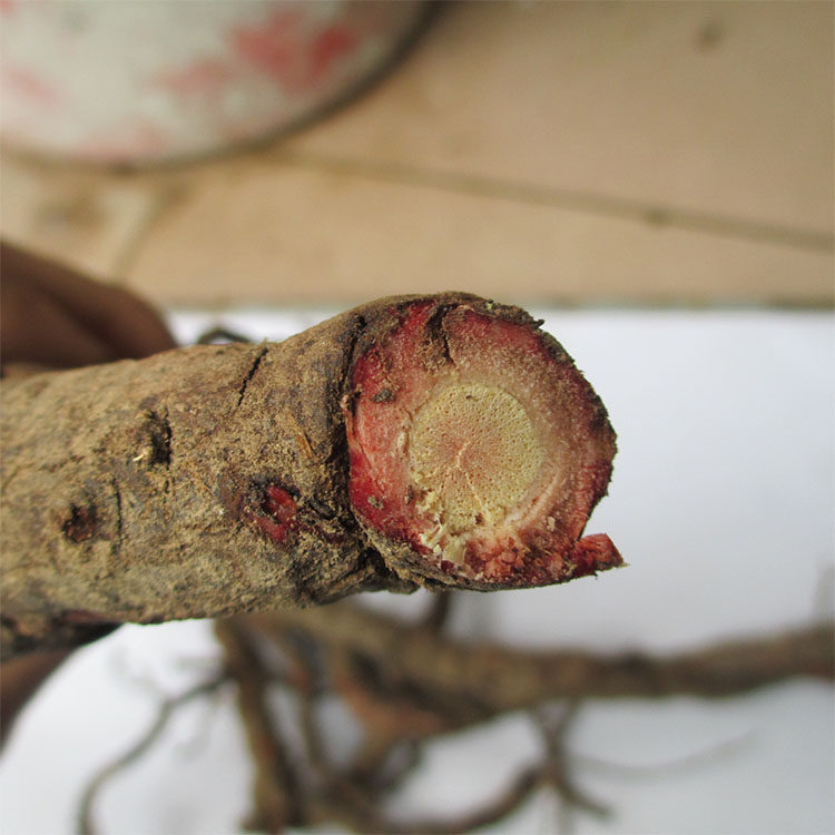 养胃新品野生优质老虎根钻山风酒饭饭团根布其他药食同源食品