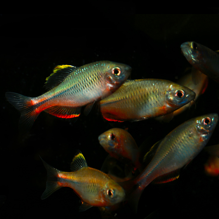 鳑鲏余老大田中云南鰟鮍溪流冷水鱼原生齐氏鱊泉鱼