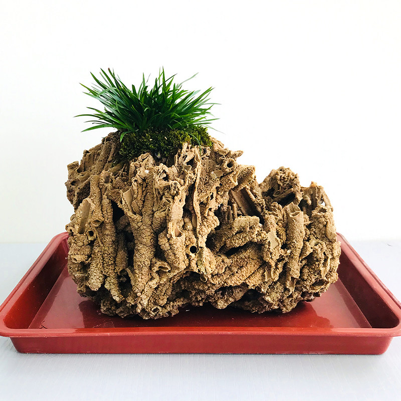 天然石头假山盆景吸水石奇石观赏石上水石原石微景观造景芦管石