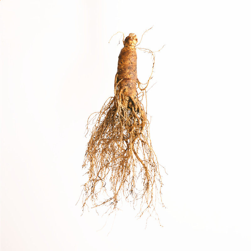 煲汤泡酒泡茶人叁1支包邮_人参/园参及其制品_恒运