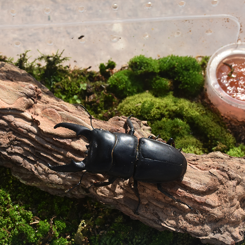 中扁锹甲幼虫成虫斗虫昆虫活体宠物甲虫中华大扁锹新手宠物