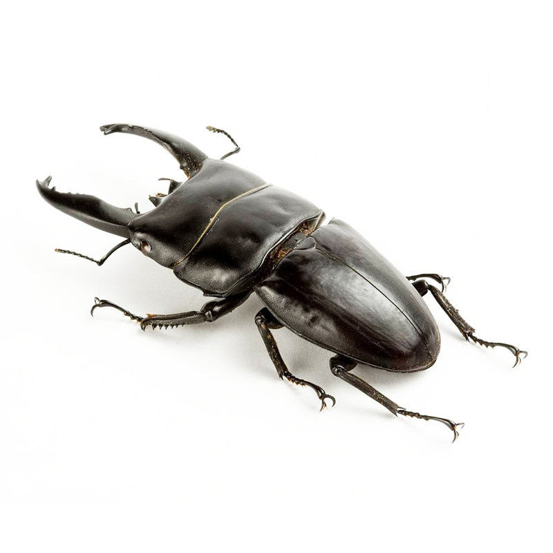 中扁锹甲幼虫成虫斗虫昆虫活体宠物甲虫中华大扁锹新手宠物