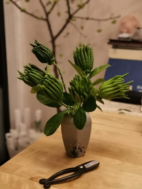 【带枝水养】金华佛手青果 佛手香橼 佛手柑 清供 把玩 摆件 插瓶