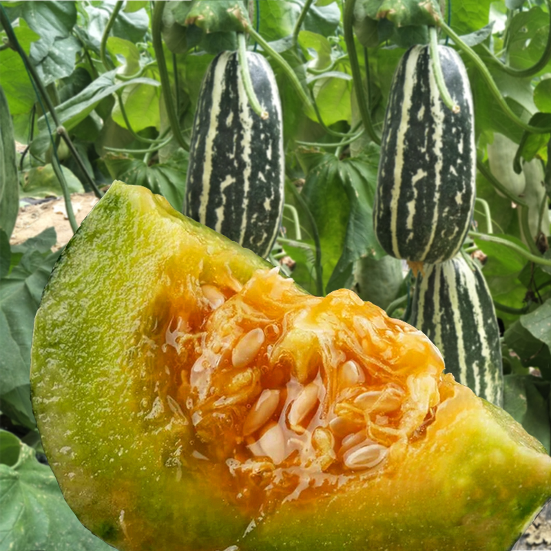 博洋系列甜瓜种子博新九号盆栽春秋秋冬季高产家庭园艺种子