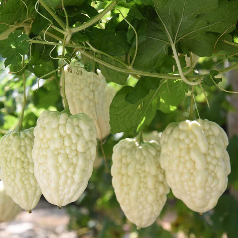 台湾水果苦瓜种子蔬果甘甜生吃不苦春秋大田家庭园艺种子