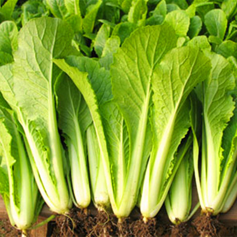 四季黄秧白绿美美达辟邦小白菜种子春秋秋冬季大田家庭园艺种子