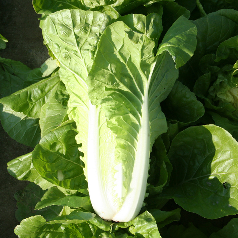 绿冠秋季蔬菜盆栽四季种子小白菜冬季青帮申萌家庭园艺种子