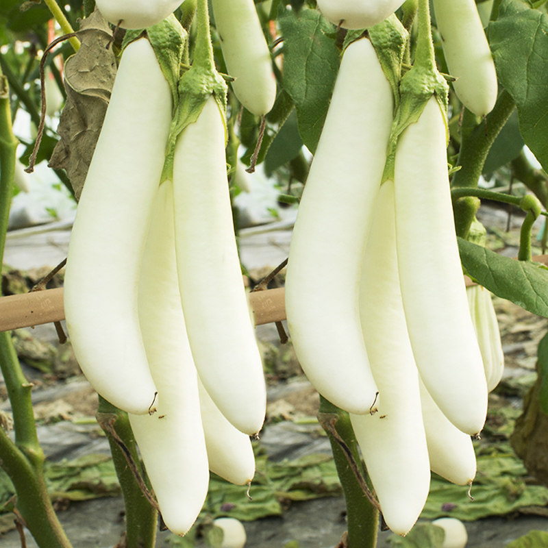 特色水果型蔬菜杭茄盆栽四季大田秋季春秋绿冠家庭园艺种子