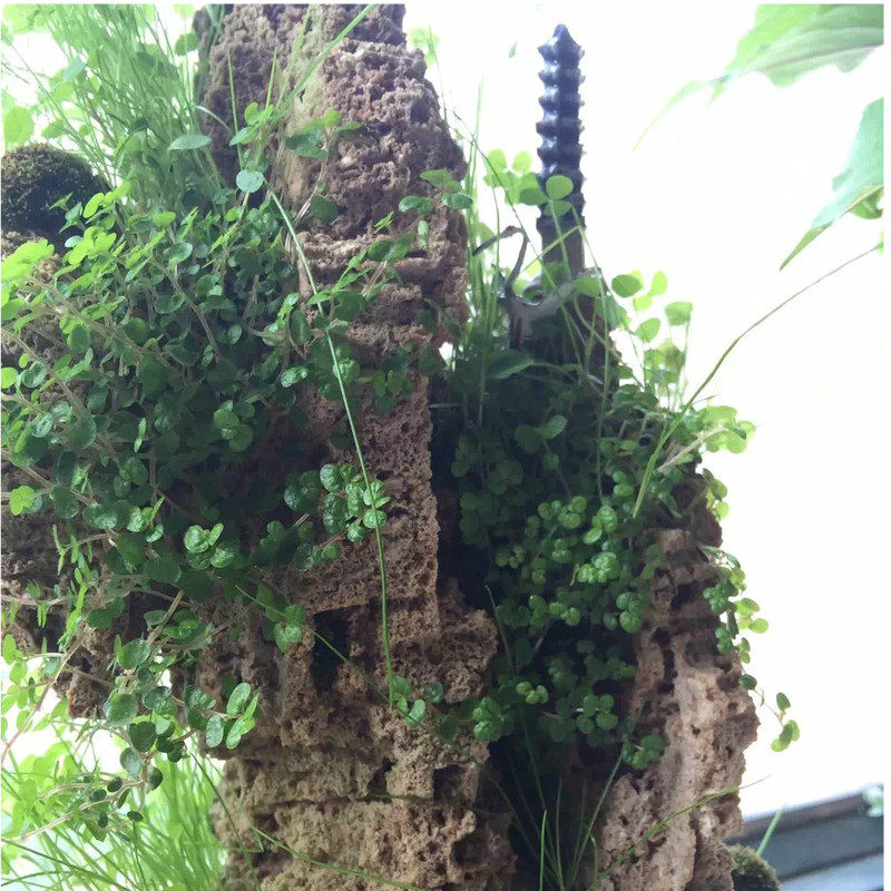 吸水石假山盆景室内书房客厅摆件风水镇宅石上水石流水开业招财