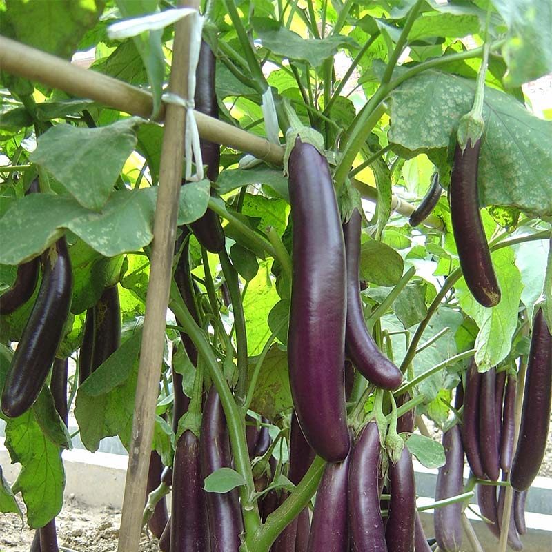 日本万紫娃娃小茄种子紫红茄瓜种籽四季播种家庭园艺种子