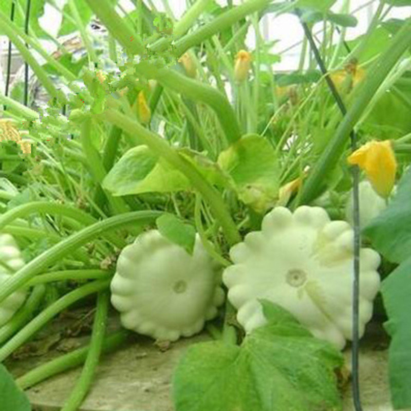 飞碟种子种籽玩偶南瓜春季盆栽观赏瓜种食用家庭园艺种子