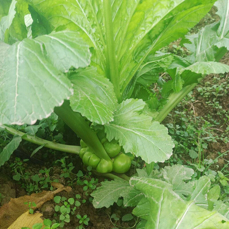 榨菜四川种籽涪临一号种子青菜菜种腌制叶茎家庭园艺种子