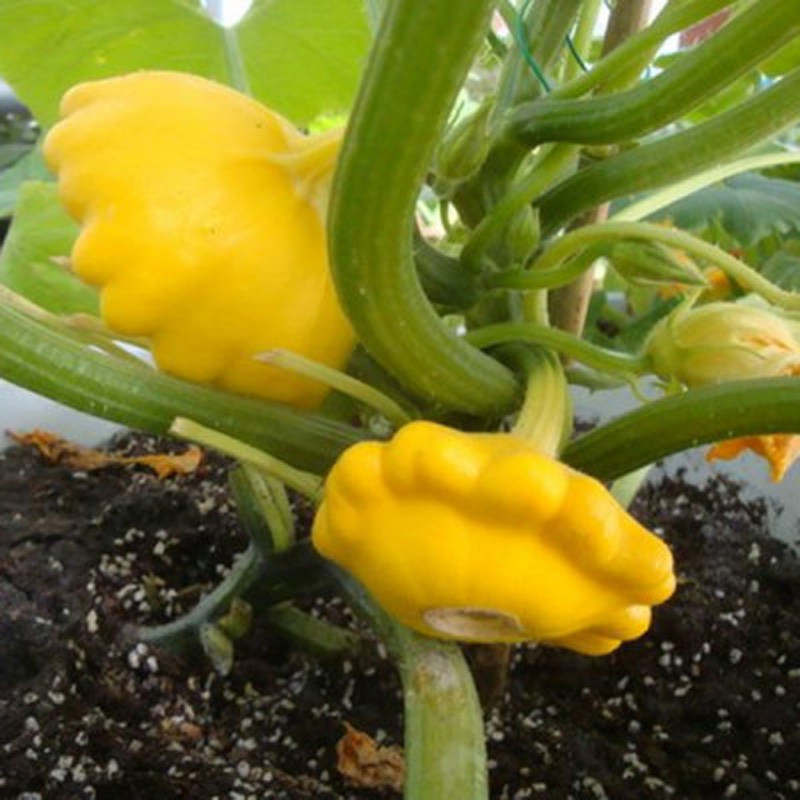 飞碟种子种籽玩偶南瓜春季盆栽观赏瓜种食用家庭园艺种子