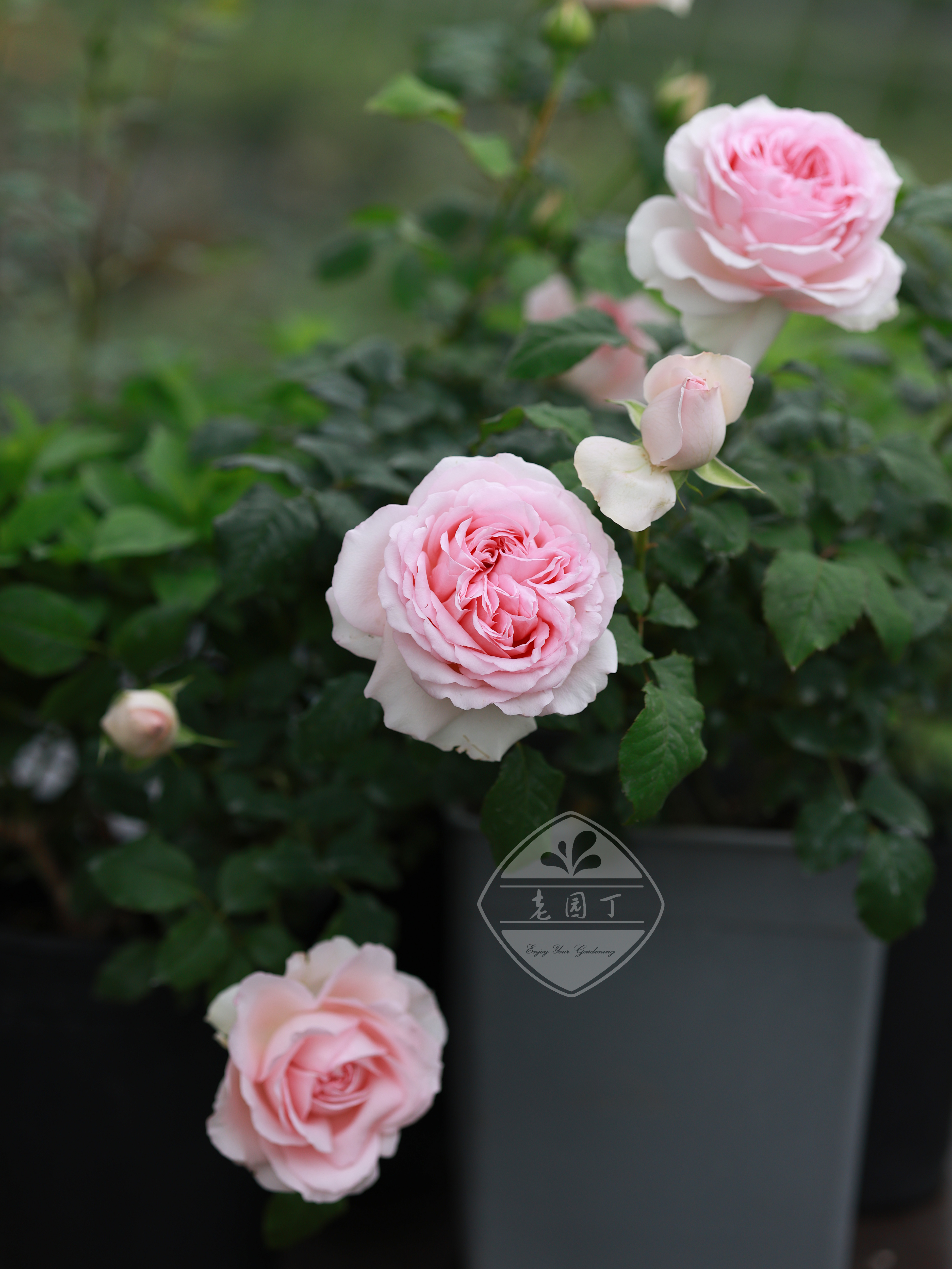 婚礼礼盒p11盆丰花月月季粉色仙气十足低矮月季