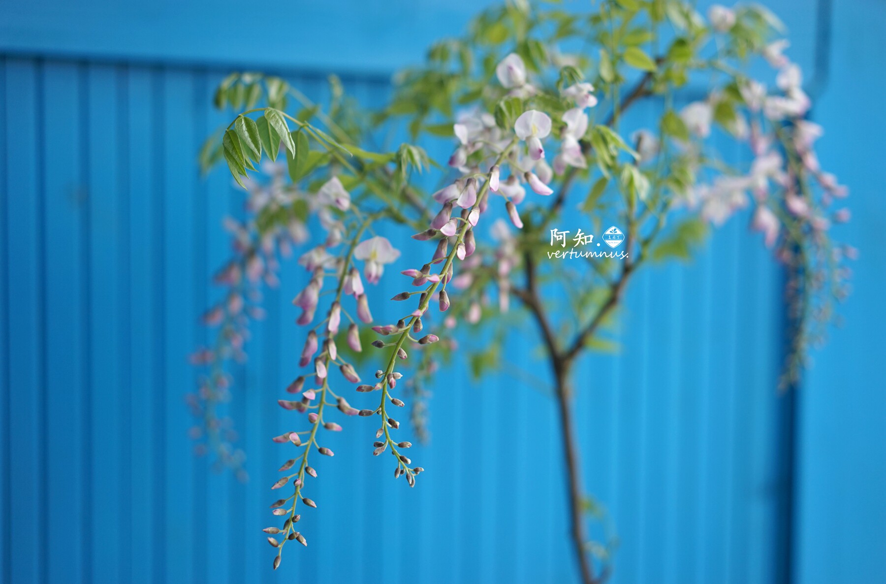 紫藤丰花九尺八重黑龙阿知安了寺多米诺蓝梦森津熊野长者罗萨牛岛