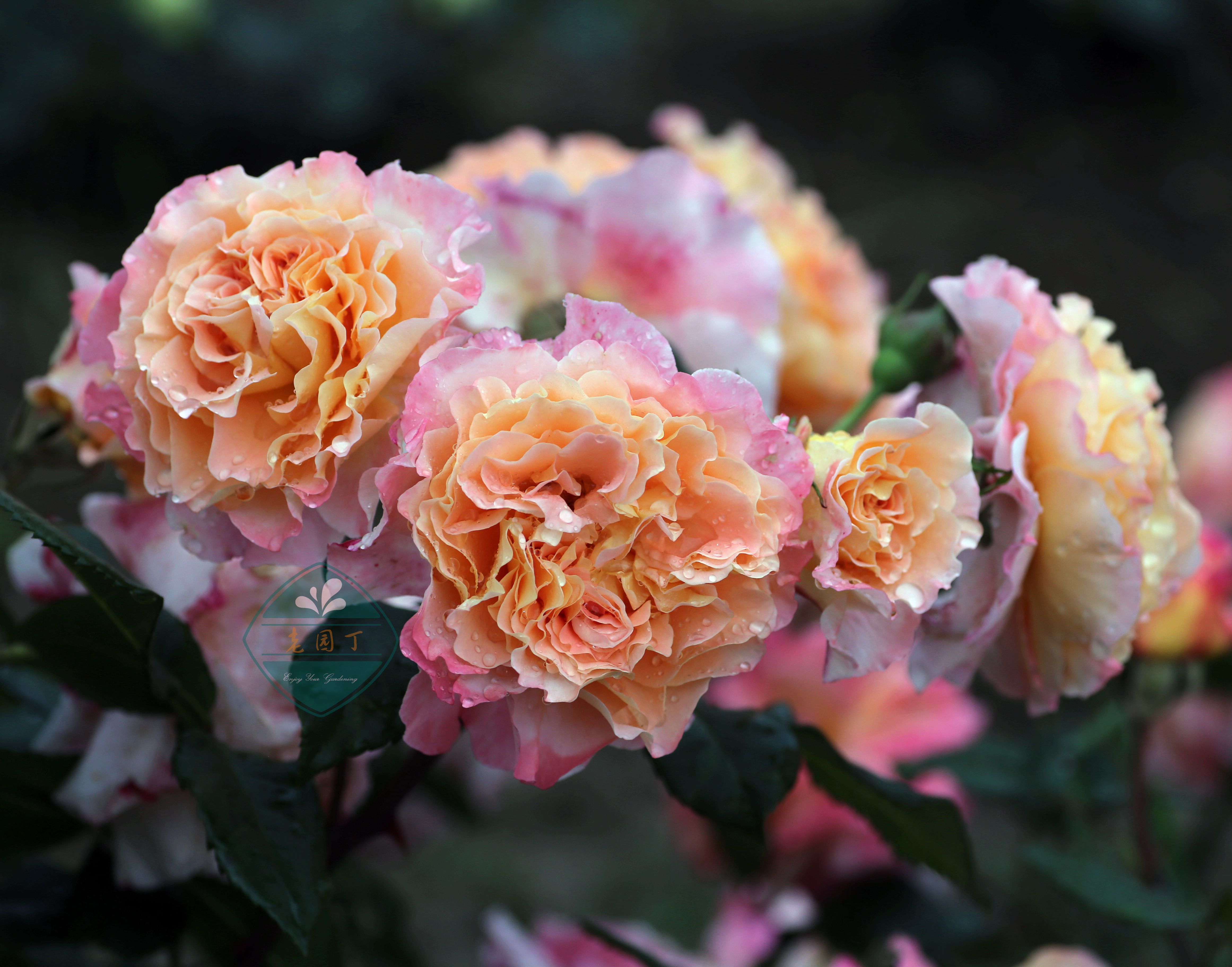 奥古斯塔路易斯p11灌木月季粉色大花浓香强健园丁观叶